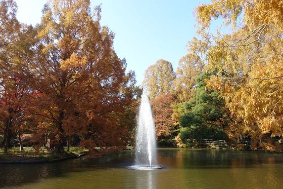 大宮公園 メタセコイア