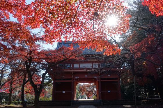 清水公園 紅葉