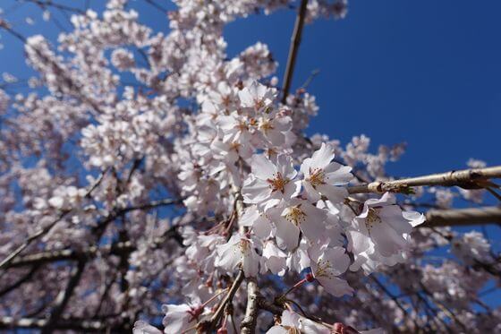 玉蔵院桜