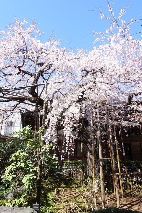浦和 桜