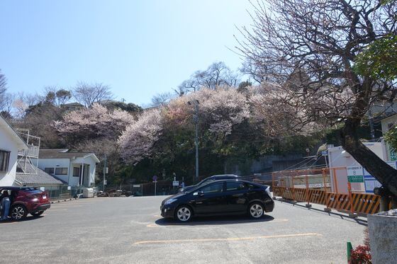 法性寺 横浜 桜