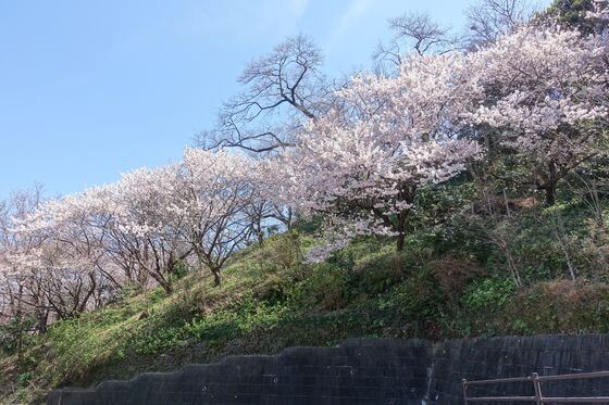 星川駅 桜