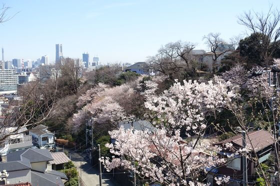 星川駅 春めき桜