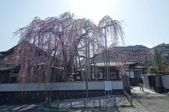 高楽寺 枝垂れ桜