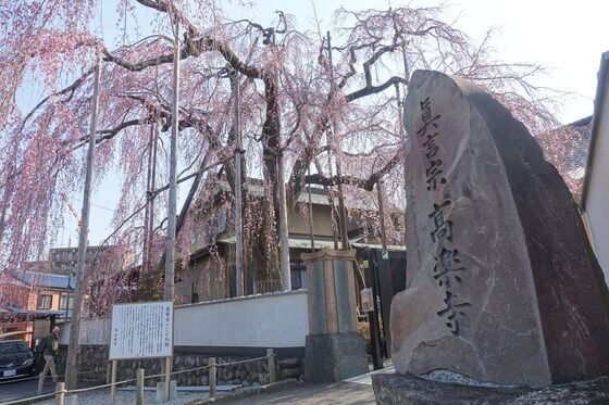 高楽寺 桜