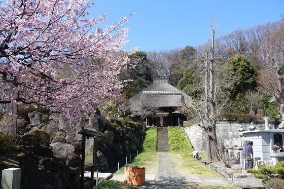 西方寺 中日桜