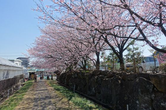 西方寺 横浜 桜