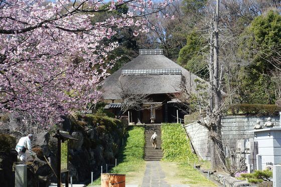 西方寺 桜