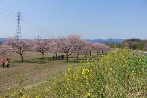 越辺川 桜