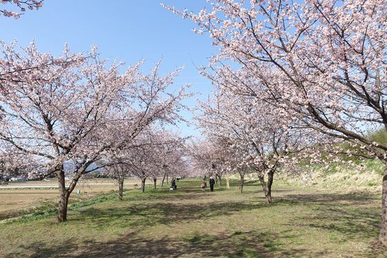 坂戸 桜