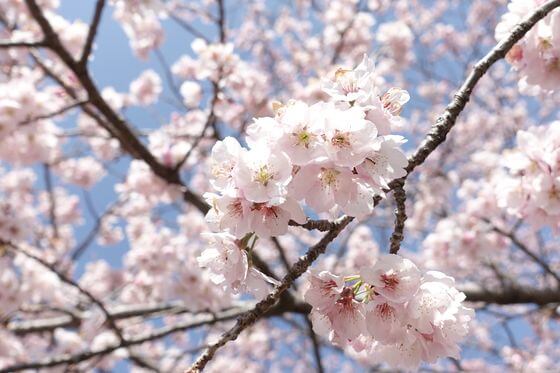 坂戸 桜祭り