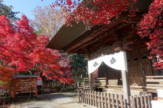 多聞院 紅葉