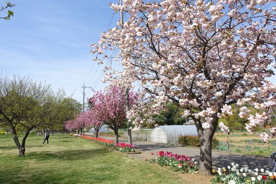 千葉県 八重桜