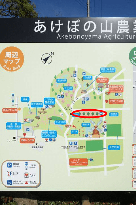 あけぼの山農業公園 八重桜 場所