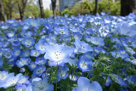 日比谷公園 ネモフィラ 開花状況