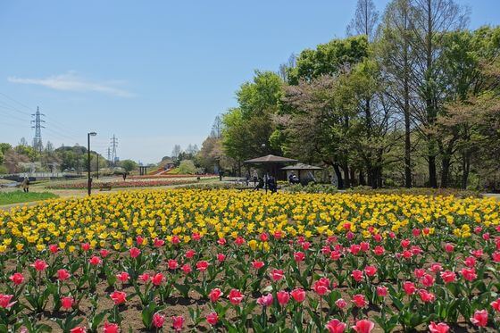 大宮花の丘農林公苑のチューリップ 21年の見頃と開花状況は 歩いてみたブログ
