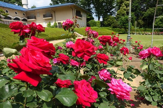 川口グリーンセンター バラ 開花状況