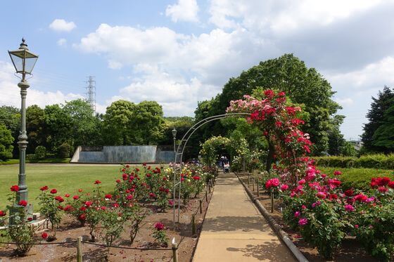 川口市立グリーンセンター 薔薇