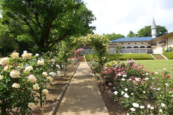 川口グリーンセンター バラ園