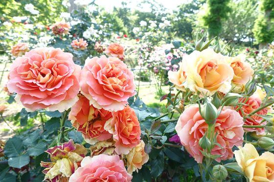 太陽ローズガーデン 荏子田太陽公園のバラ 21年の見頃と開花状況は アクセス方法と駐車場は 歩いてみたブログ