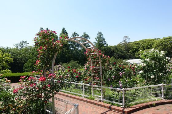 横浜市こども植物園のバラ園 22年の見頃と開花状況は 歩いてみたブログ