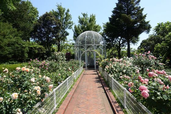 横浜市こども植物園のバラ園 21年の見頃と開花状況は 歩いてみたブログ