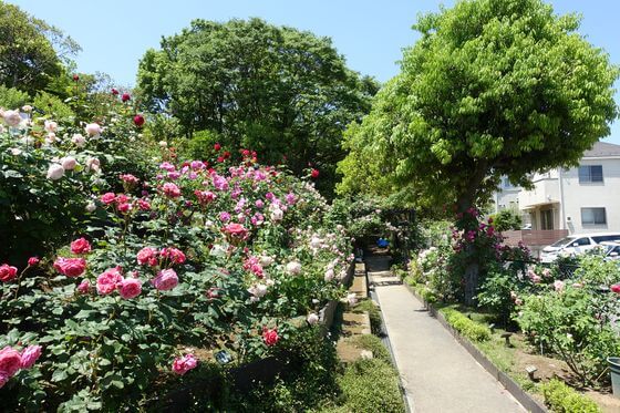 荏子田太陽公園 薔薇