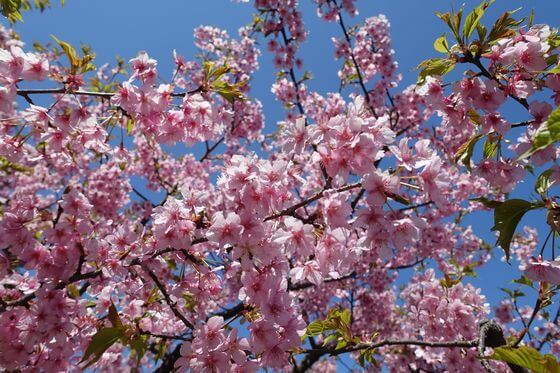 泉の森の河津桜 22年の見頃と開花状況は アクセス方法と駐車場は 神奈川県大和市 歩いてみたブログ