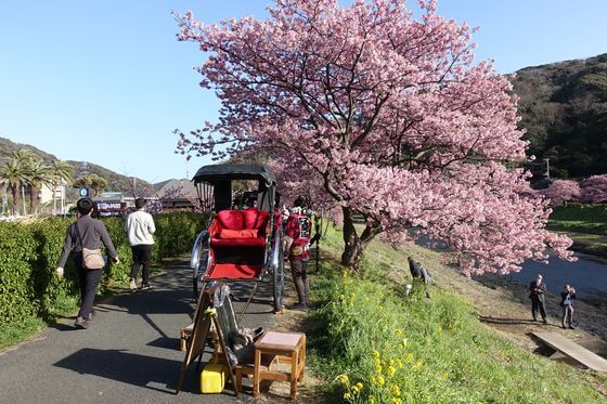 みなみの桜と菜の花まつり 人力車