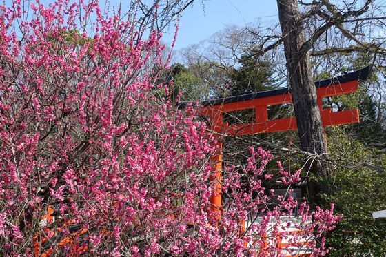 下鴨神社の光琳の梅 22年の見頃と現在の開花状況は 賀茂御祖神社 歩いてみたブログ