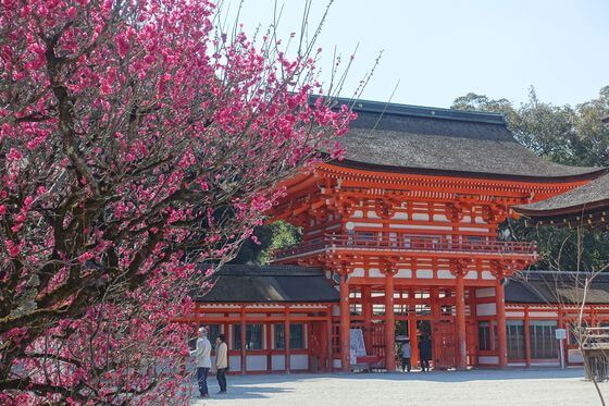 下鴨神社の光琳の梅 21年の見頃と現在の開花状況は 賀茂御祖神社 歩いてみたブログ