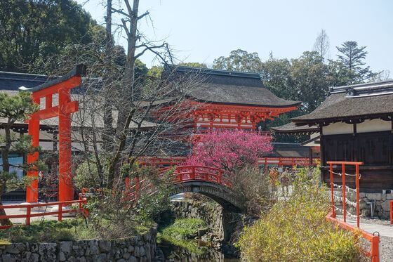 下鴨神社の光琳の梅 21年の見頃と現在の開花状況は 賀茂御祖神社 歩いてみたブログ