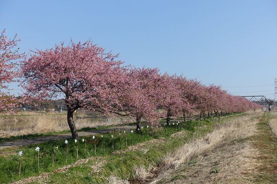 八千代市 河津桜