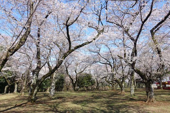あけぼの山公園 桜