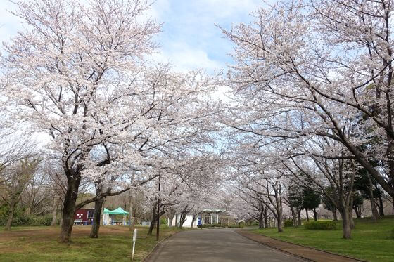 青葉の森公園 桜並木