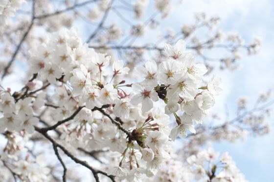 青葉の森公園 桜 開花状況