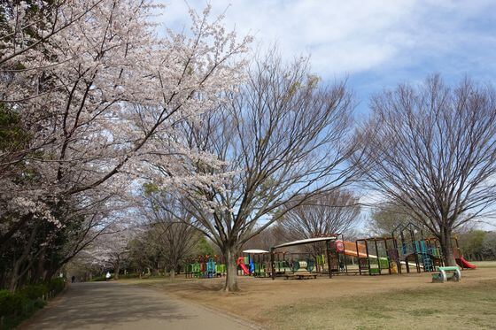 青葉の森公園 わんぱく広場 桜