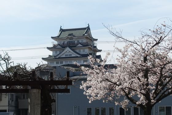千葉市本町公園の桜 お花見 22年の見頃は 歩いてみたブログ