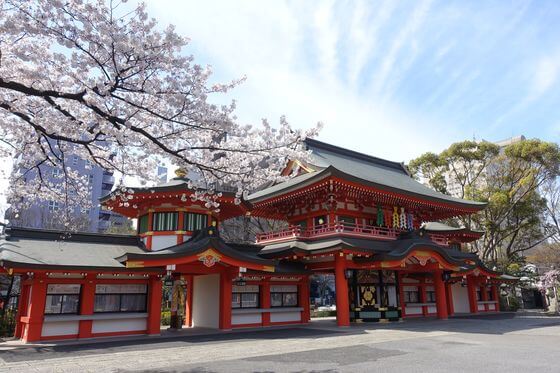 千葉神社 桜