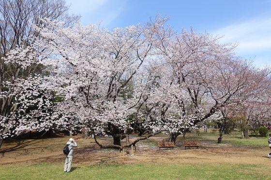 千葉公園 桜