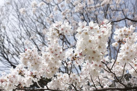 千葉公園 桜 開花状況