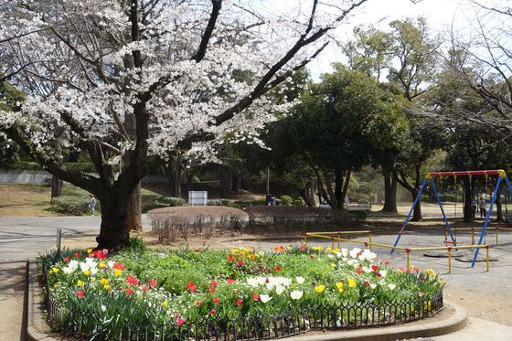 千葉公園 遊具広場 桜