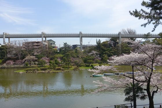 千葉公園 桜 ライトアップ