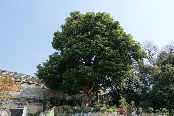 長明寺 谷中 タブの木