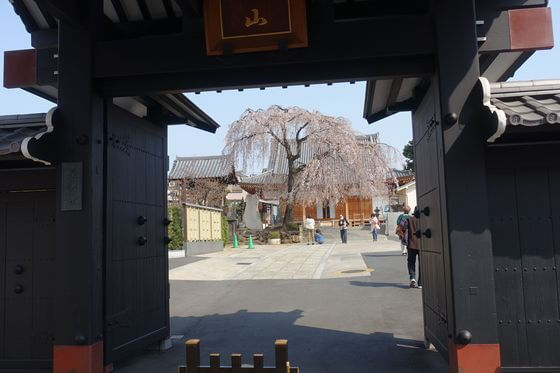 長明寺 桜