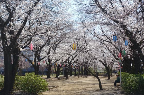 福岡中央公園 桜並木
