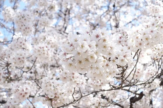 福岡中央公園 桜 開花状況