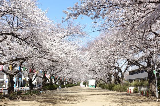福岡中央公園 桜