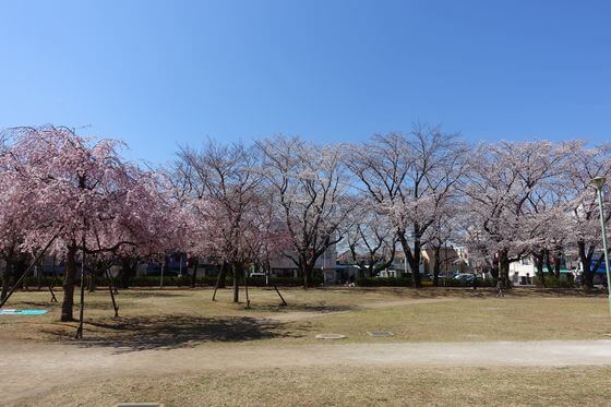 福岡中央公園 桜 入園料