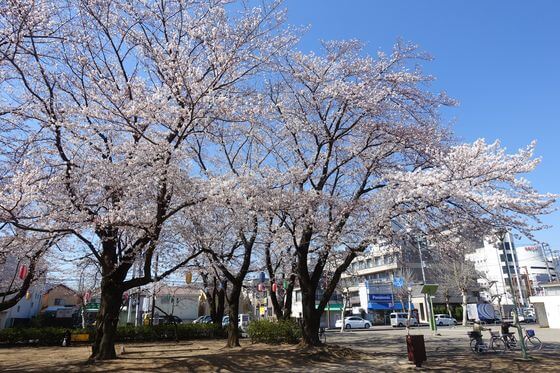 福岡中央公園 桜 見頃